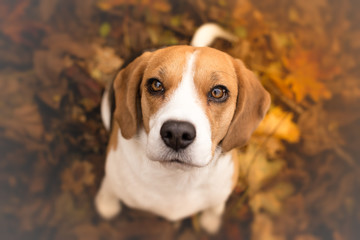 Cute beagle puppy dog looking up - obrazy, fototapety, plakaty
