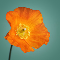 Close up of yellow poppy flower