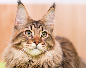 Head fluffy black tabby kitty - 6,5 months old - close-up studio photo. Portrait of domestic Maine Coon kitten with big ears. Playful beautiful young cat looking away.