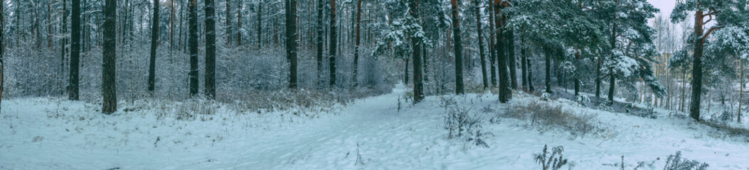 Panoramic view of  winter pine forest with a tree in frost. The mysterious atmosphere of snowfall
