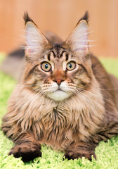 Fluffy black tabby kitty - 6,5 months old - lying on a green carpet. Portrait of domestic Maine Coon kitten. Playful beautiful young cat looking at camera.
