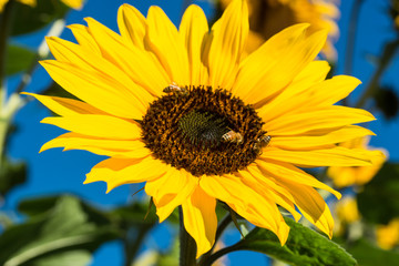 Busy Bees on a Sunflower