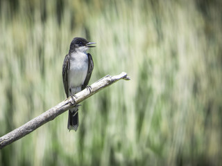 Eastern Kingbird