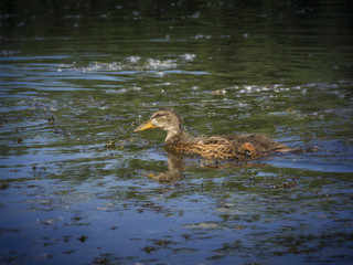 Female Mallard duck