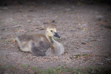 Baby goose