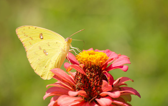 Female Cloudless Sulphur butterfly feeding on a pink Zinnia in summer garden