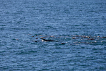 Fototapeta premium Dolphins, Monterey bay, California, USA