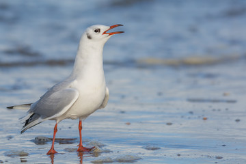 Seagull calling while standing on a beach