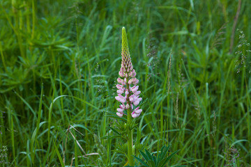 Wild lupine