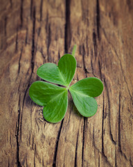 One lucky irish shamrock on a vintage wood background