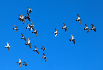 Tamed pigeons flying free in the vivid blue, clear skies