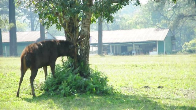 The stag is sharpening his antlers with tree at National Park, Thailand. (HD footage no sound)