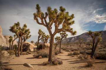 Fototapeta na wymiar Joshua Tree National Park Yucca Valley in Mohave desert California USA