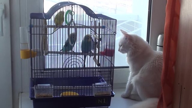 White cat yawns near parrots