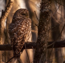 Barred owl resting in the autumn sun.