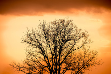 The old tree on the orange sky