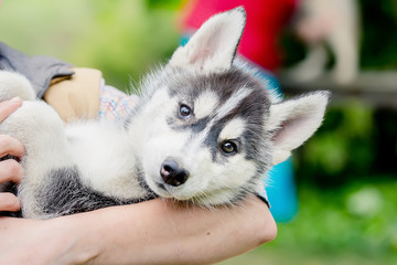 Husky puppy on hands at the girl. black color