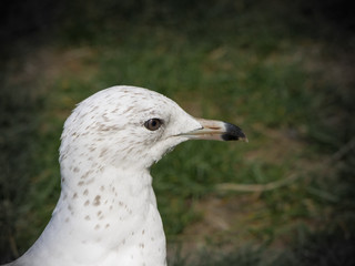 Gull portrait