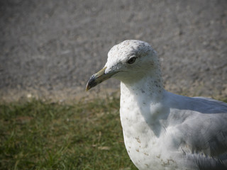 Gull portrait