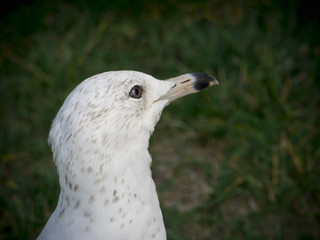 Gull portrait