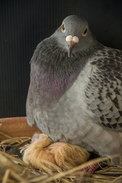 pigeon bird hatching new born in home loft