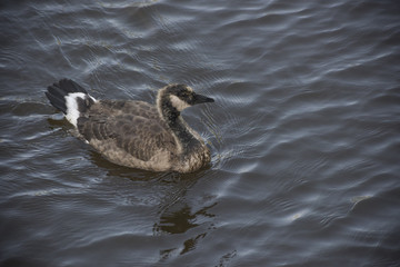 Juvenile goose