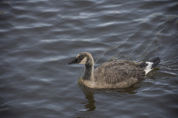 Juvenile goose