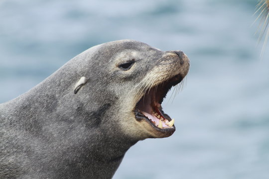 Sea Lion Mouth Open