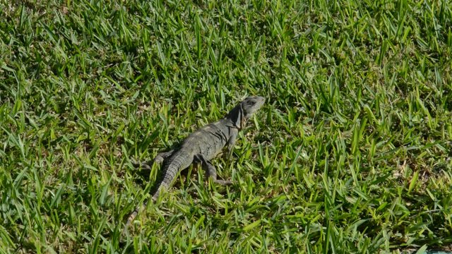 Iguana in nature resting 