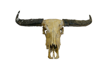 buffalo skull