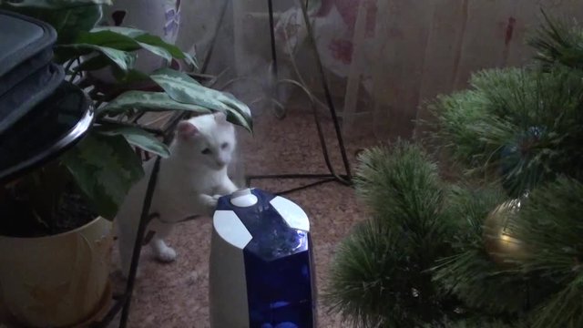 White cat plays with humidifier