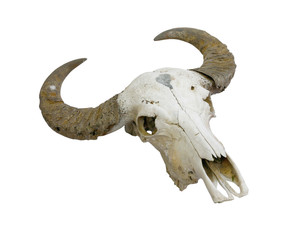 Fototapeta premium buffalo skull