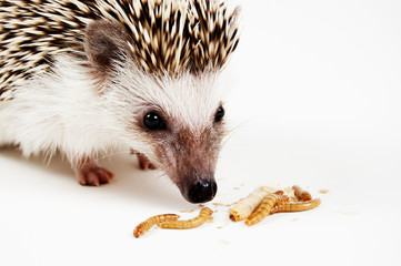 Pygmy Hedgehog Eating Worms