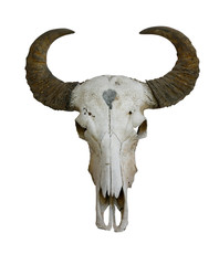 Cow Skull photos, royalty-free images, graphics, vectors & videos ...