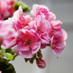Obraz na płótnie Canvas Pink geranium in close up
