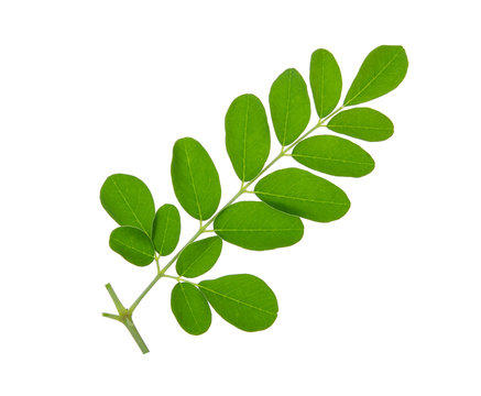 Fototapeta Moringa leaves isolate on white background