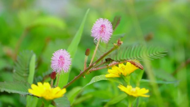 Black ant survey on pink mimosa pudica flower (or tickle me plant). (HD footage no sound)