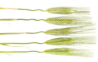 green ears of wheat isolated on white background