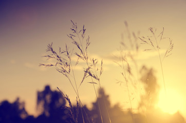 Obraz premium flower grass at relax morning time :soft focus , color filter na