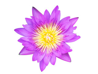 Purple lotus  isolated on white background with clipping path.