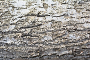 Rotten Wood Texture. 