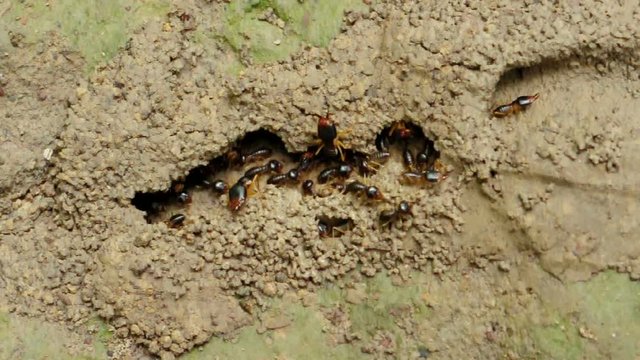group of termite soil soldier in the nest.