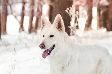 white Swiss Shepherd Dog