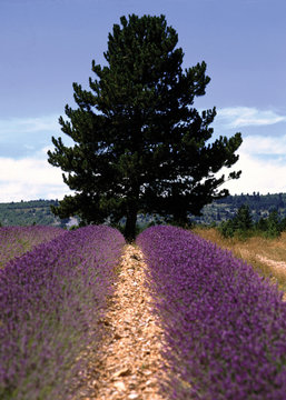 lavender fields provence france