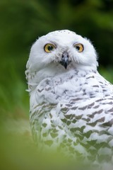 Awesome Snowy owl (Bubo scandiacus) outdoor shot. Owl is typical species for many countries, owl could be found also in Zoo. Animal shot capturing owl.
