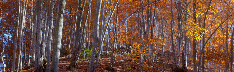 Fototapeta premium panorama mountain forest of the beech tree in autumn sunshine and a light fog