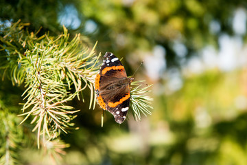 Butterfly on a Christmas tree