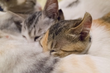 mother cat breastfeeding