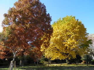 beautiful trees in fall