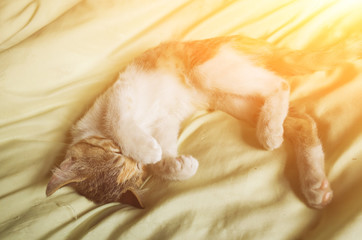 cat lying on bed